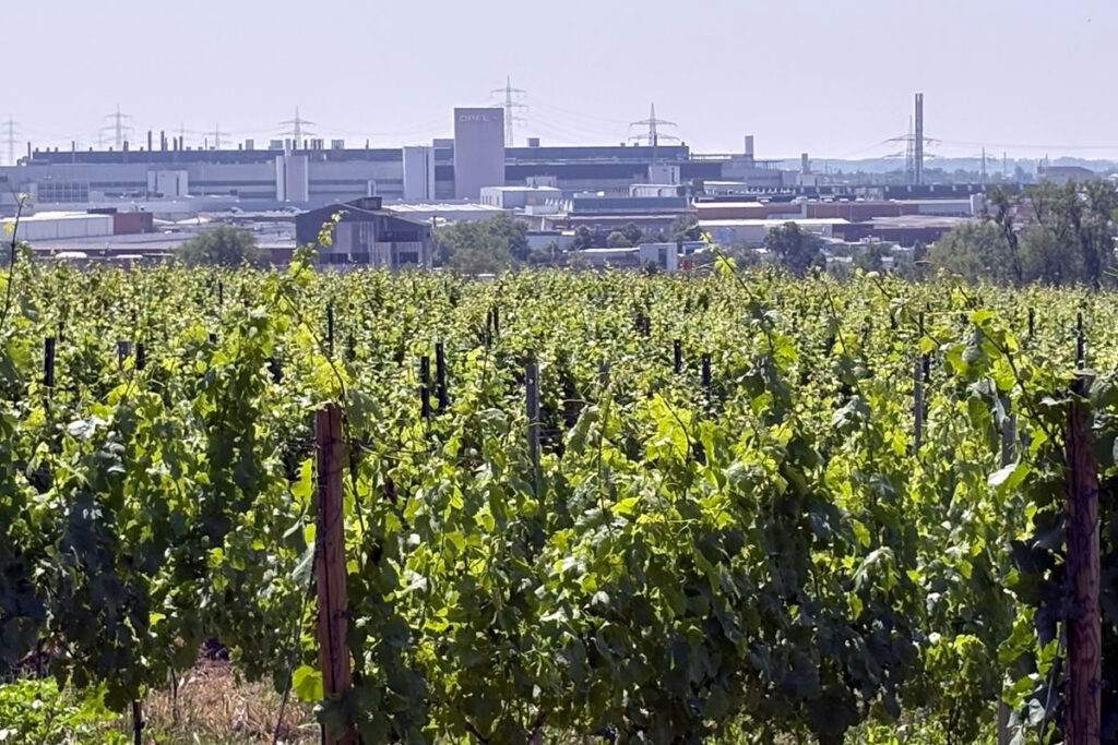 Hochheim, Weinanbau mit Blick auf das Opel Werk in Rüsselsheim