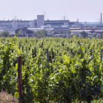Hochheim, Weinanbau mit Blick auf das Opel Werk in Rüsselsheim