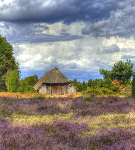 Lüneburger Heide