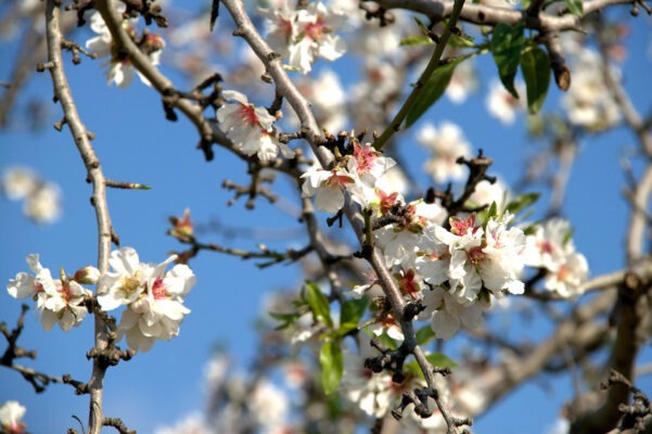 mallorca_mandelbluete