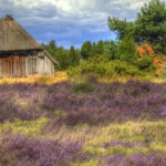 Lüneburger Heide