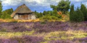 Lüneburger Heide